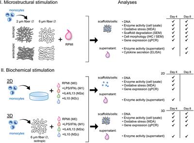 Frontiers | Macrophage-Driven Biomaterial Degradation Depends On ...